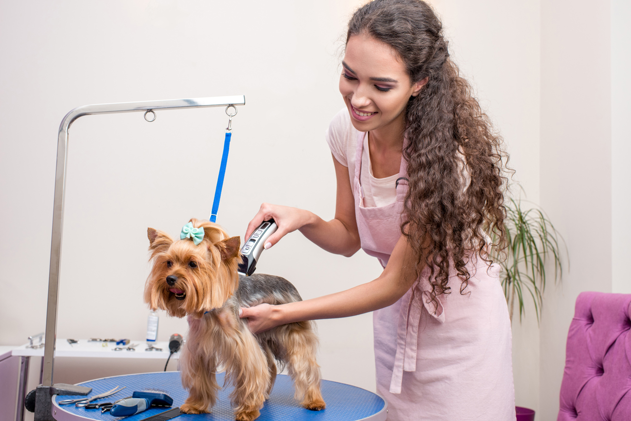 Pet grooming appointment